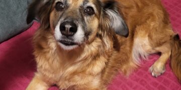 Veterinar objasnio zašto psi naginju glavu dok slušaju vlasnike