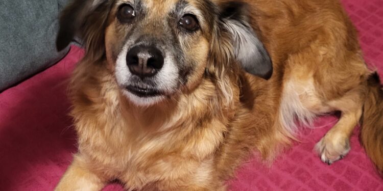 Veterinar objasnio zašto psi naginju glavu dok slušaju vlasnike