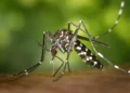 Virus Zapadnog Nila se širi: Novi zdravstveni alarm u Austriji