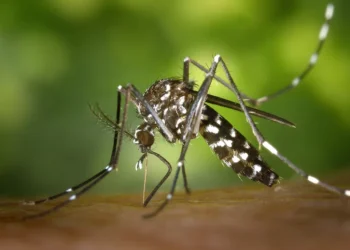 Virus Zapadnog Nila se širi: Novi zdravstveni alarm u Austriji