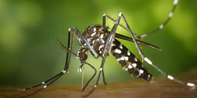 Virus Zapadnog Nila se širi: Novi zdravstveni alarm u Austriji