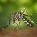 Virus Zapadnog Nila se širi: Novi zdravstveni alarm u Austriji
