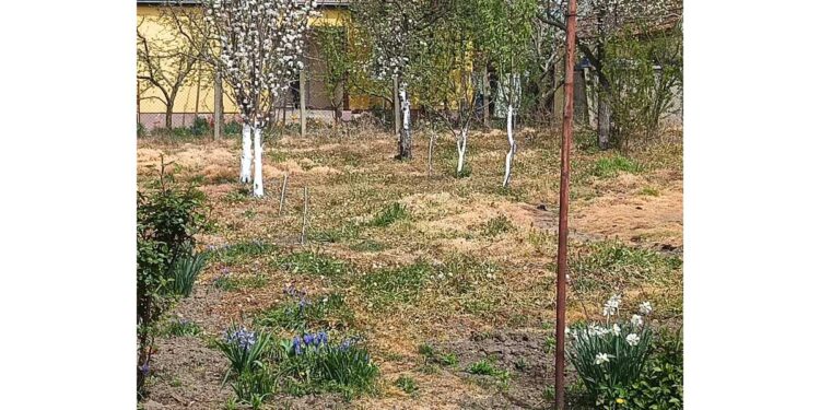 Blizina proleća pokrenula Srbiju: Uveliko se radi u baštama, njivama i voćnjacima