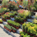 Kragujevac u bojama proleća: Sajam hortikulture okuplja preko 100 izlagača