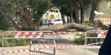 Palo drvo u sred grada u Italiji: Usmrtilo 12-godišnju devojčicu