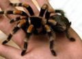Voz pun putnika, a unutra 20 tarantula bez vlasnice