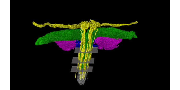 Važno otkriće u medicini: Klitoris konačno dobija zasluženu pažnju nauke