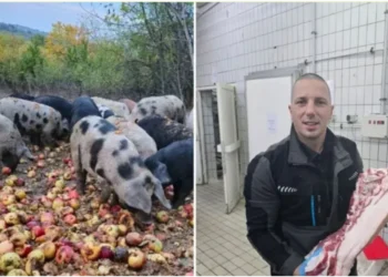 Svinje na jabukama i lubenicama: Markove delikatese traže i ambasade