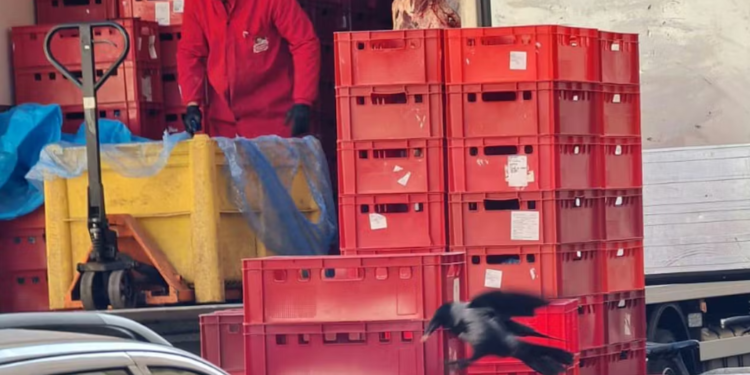Grozota i smrad: U srcu Beča meso ostavljeno na ulici postalo gozba za ptice!
